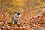 Wolfsspitz im Herbst