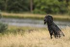 schwarzer Working Cocker Spaniel