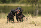 schwarzer Working Cocker Spaniel