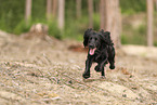 schwarzer Working Cocker Spaniel
