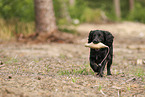 schwarzer Working Cocker Spaniel
