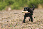 schwarzer Working Cocker Spaniel