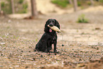 schwarzer Working Cocker Spaniel