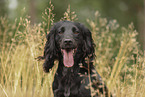 schwarzer Working Cocker Spaniel