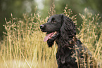 schwarzer Working Cocker Spaniel