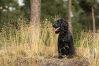 schwarzer Working Cocker Spaniel