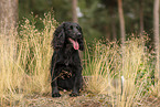 schwarzer Working Cocker Spaniel