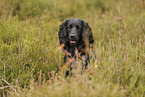 schwarzer Working Cocker Spaniel