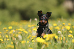 Zwergpinscher