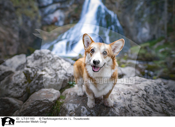 stehender Welsh Corgi / standing Welsh Corgi / LT-01160