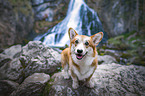 stehender Welsh Corgi