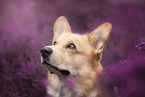 Welsh Corgi Portrait