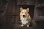 sitzender Welsh Corgi