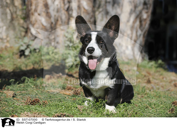 Welsh Corgi Cardigan / Welsh Corgi Cardigan / SST-07000
