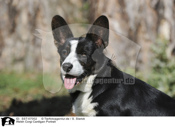 Welsh Corgi Cardigan Portrait / Welsh Corgi Cardigan Portrait / SST-07002