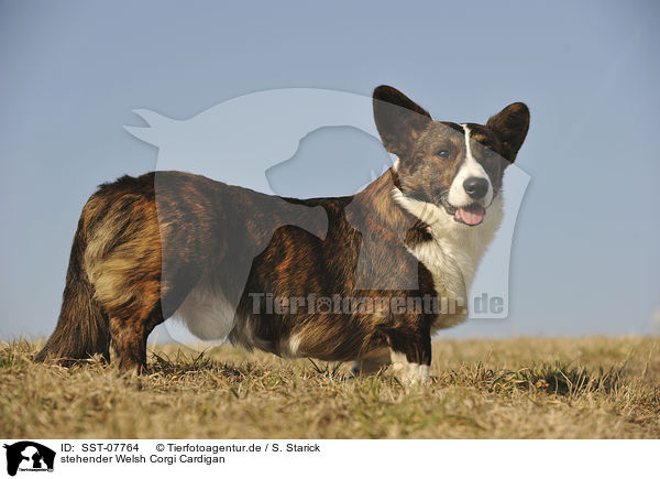 stehender Welsh Corgi Cardigan / standing Welsh Corgi Cardigan / SST-07764