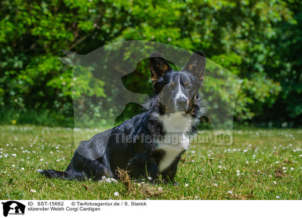 sitzender Welsh Corgi Cardigan / sitting Welsh Corgi Cardigan / SST-15662