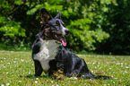 sitzender Welsh Corgi Cardigan