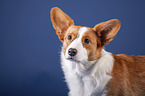 Welsh Corgi Cardigan Portrait