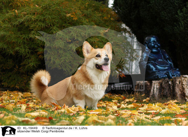 sitzender Welsh Corgi Pembroke / sitting Welsh Corgi Pembroke / KL-19449