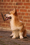 sitzender Welsh Corgi Pembroke