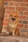 sitzender Welsh Corgi Pembroke
