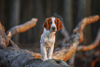 junger Welsh Springer Spaniel