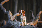 junger Welsh Springer Spaniel