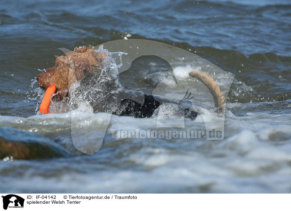 spielender Welsh Terrier / playing Welsh Terrier / IF-04142