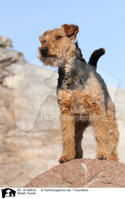 Welsh Terrier / Welsh Terrier / IF-08632