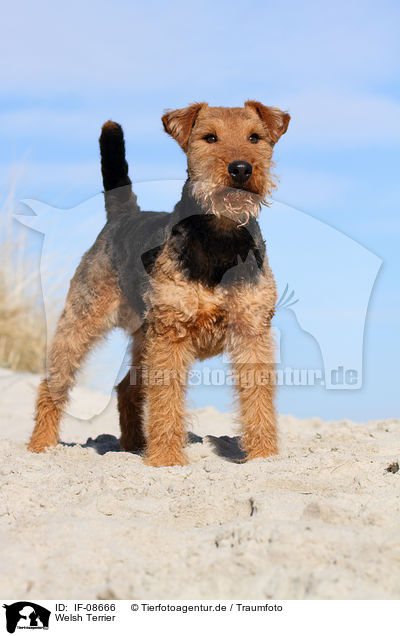Welsh Terrier / Welsh Terrier / IF-08666