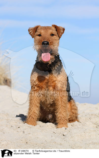sitzender Welsh Terrier / sitting Welsh Terrier / IF-08670