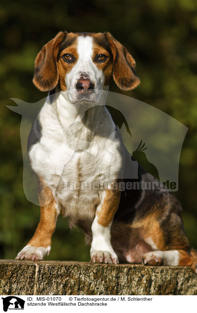 sitzende Westf�lische Dachsbracke / MIS-01070