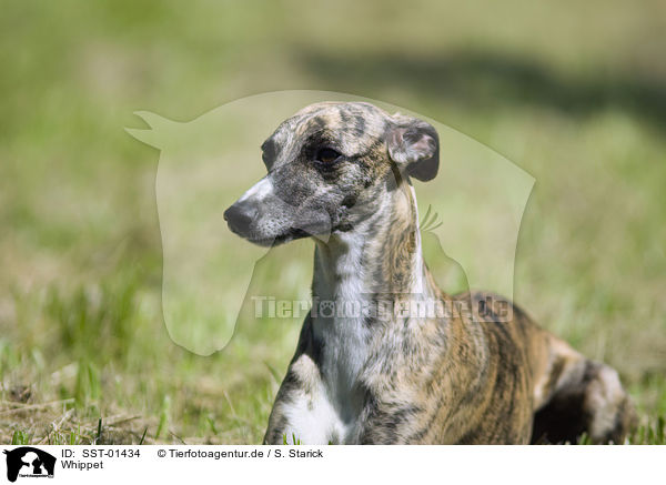 Whippet / Whippet / SST-01434