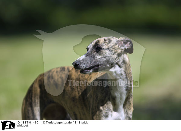 Whippet / Whippet / SST-01435