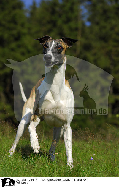 Whippet / Whippet / SST-02414