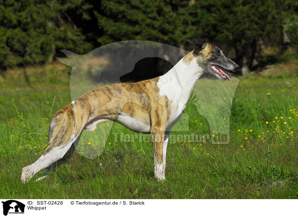 Whippet / Whippet / SST-02428