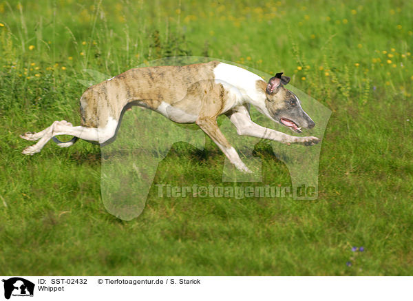 Whippet / Whippet / SST-02432