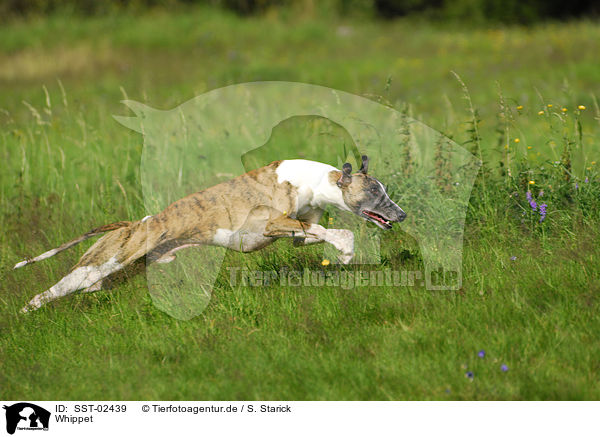 Whippet / Whippet / SST-02439