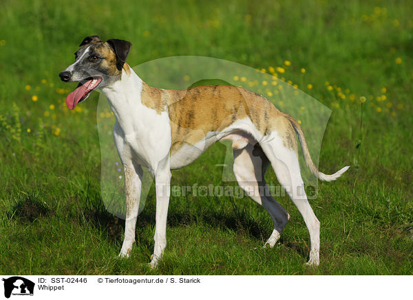 Whippet / Whippet / SST-02446