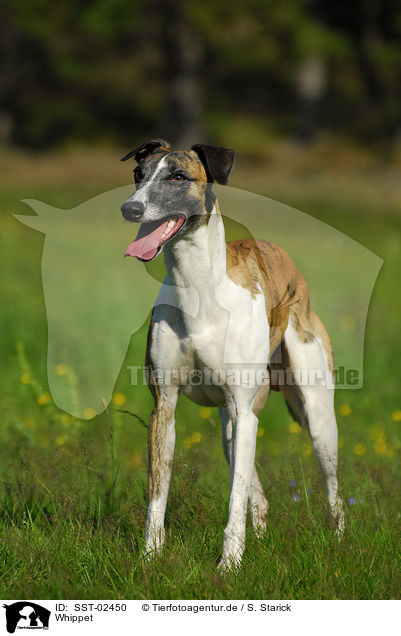 Whippet / Whippet / SST-02450