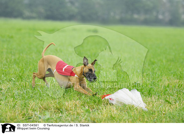 Whippet beim Coursing / Whippet at Coursing / SST-04581