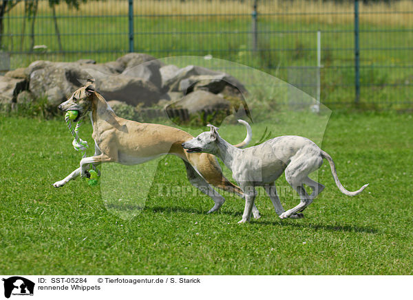 rennende Whippets / running Whippets / SST-05284