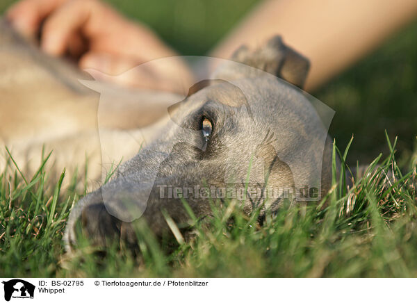 Whippet / Whippet / BS-02795