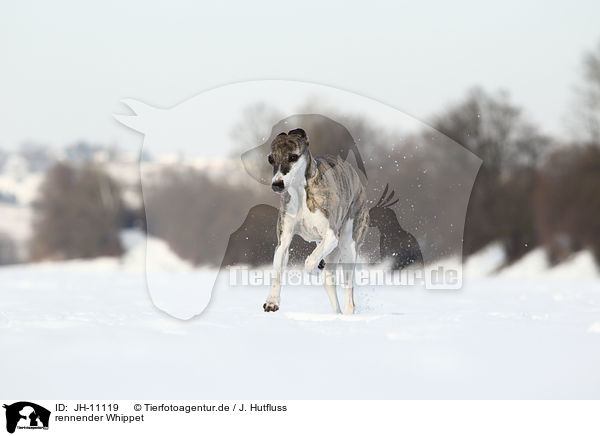 rennender Whippet / running Whippet / JH-11119