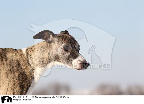 Whippet Portrait / Whippet Portrait / JH-11121