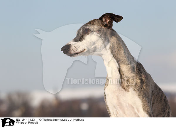 Whippet Portrait / Whippet Portrait / JH-11123