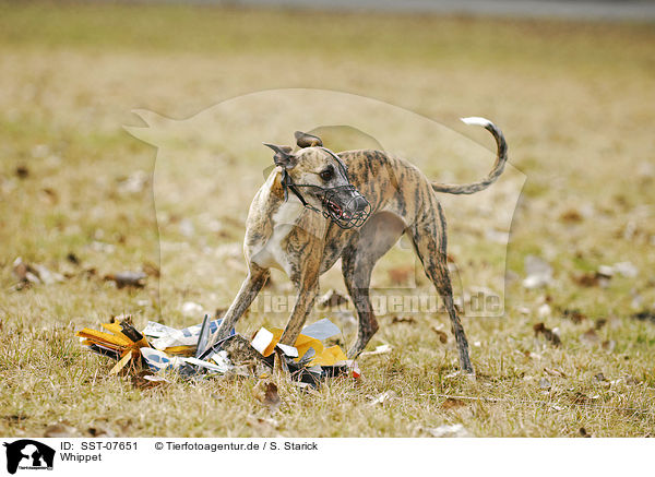 Whippet / SST-07651