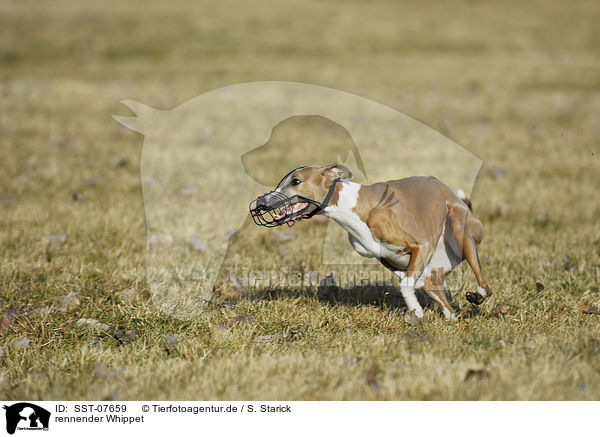 rennender Whippet / SST-07659