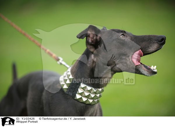 Whippet Portrait / Whippet Portrait / YJ-03426